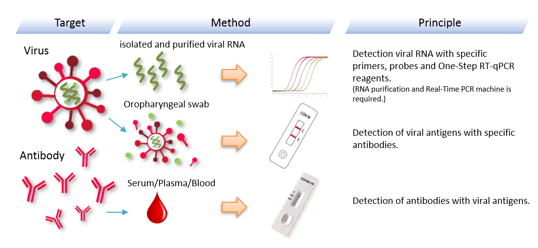 COVID-19 (SARS-CoV-2) Rapid Detection Principle | 新冠病毒快速檢驗原理介紹 - 艾仕生命科學有限公司